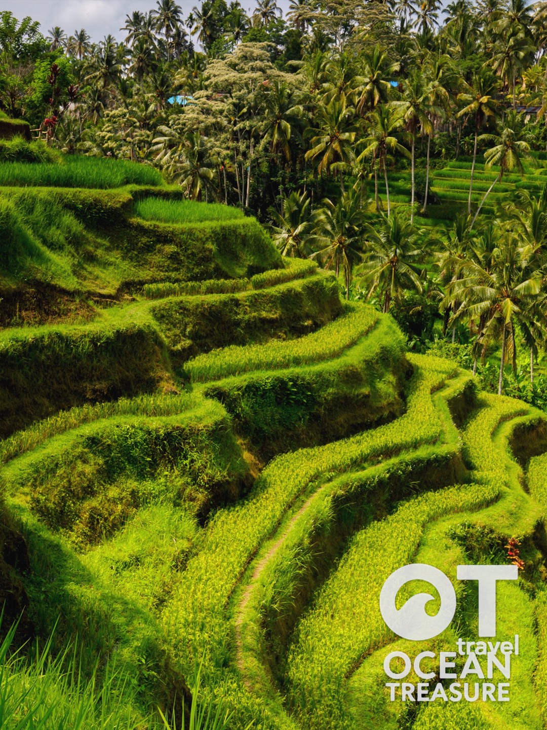 Tour Bali Ubud Nusa Dua - ruộng bậc thang Ubud